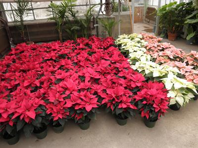 Euphorbia pulchrrrim